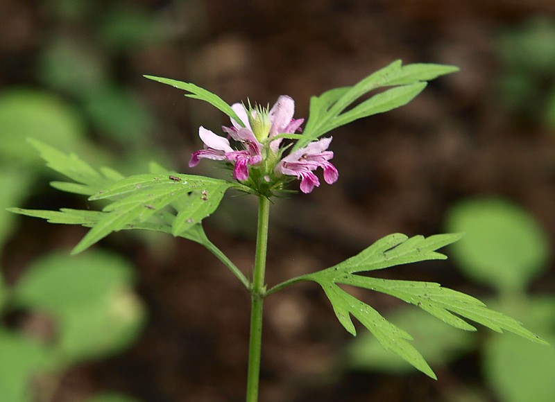 Изображение особи Leonurus japonicus.