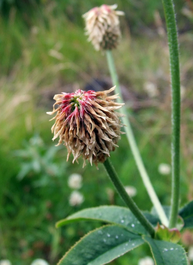 Изображение особи Trifolium montanum.