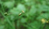 Carex disperma. Общее соплодие. Архангельская обл., Вельский р-н, окр. пос. Усть-Шоноша, заболоченный лес. 14.07.2011.