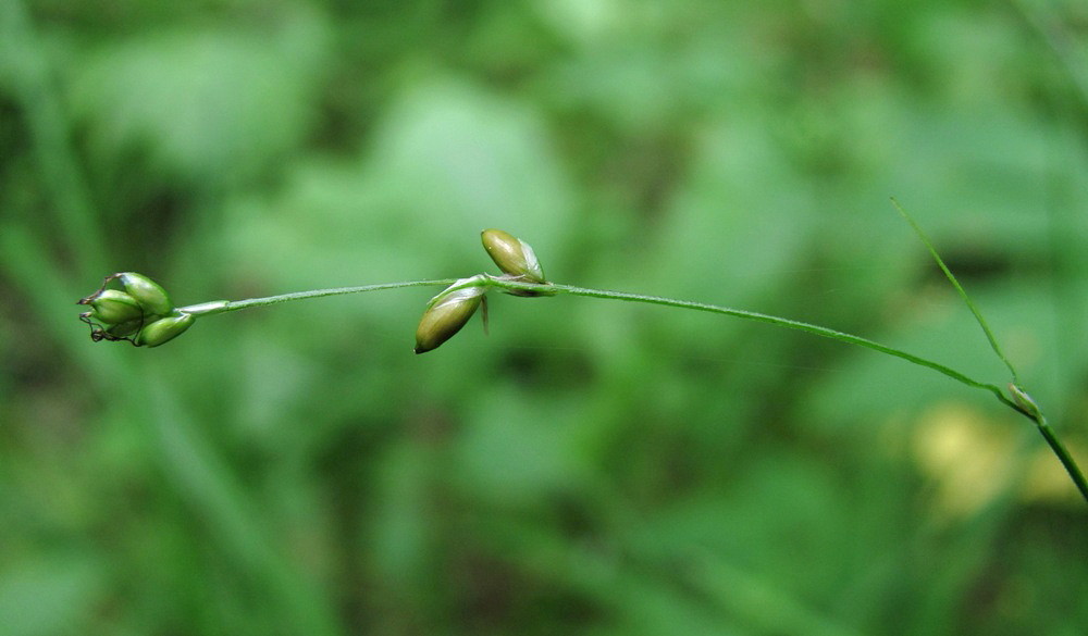 Image of Carex disperma specimen.