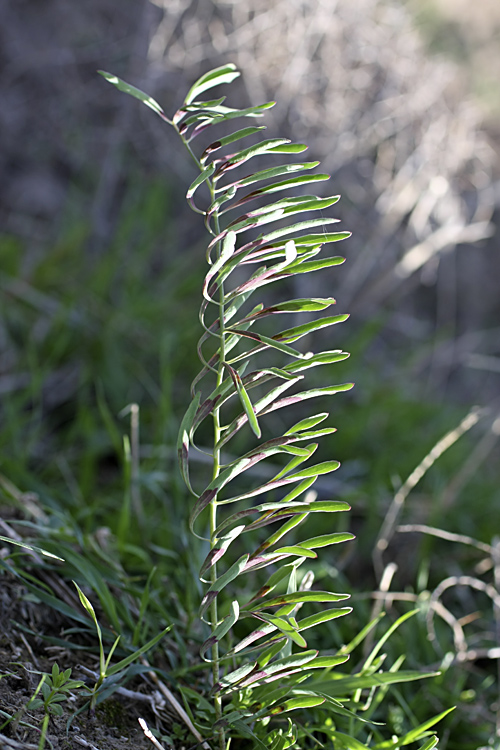 Изображение особи Bongardia chrysogonum.