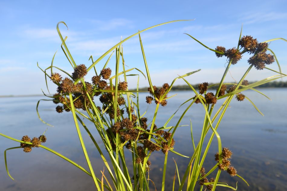 Изображение особи Cyperus difformis.