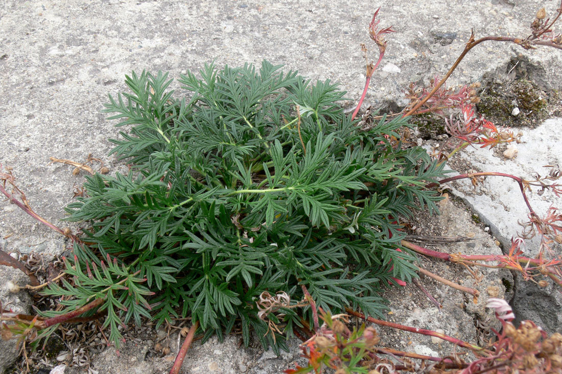Изображение особи Potentilla tergemina.