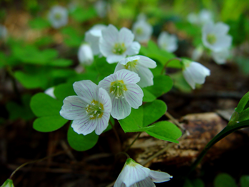 Изображение особи Oxalis acetosella.