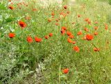 Papaver pavoninum. Цветущие и плодоносящие растения. Копетдаг, Чули. Май 2011 г.