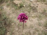 genus Allium