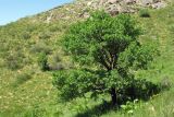 Crataegus pontica. Взрослое дерево. Казахстан, Южно-Казахстанская обл., долина р. Боролдай. 02.05.2011.