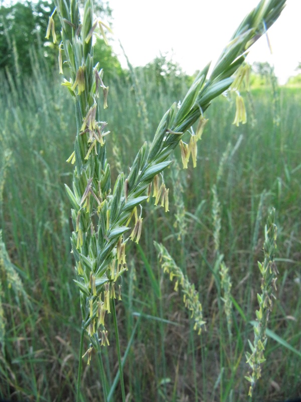 Image of Elytrigia repens specimen.