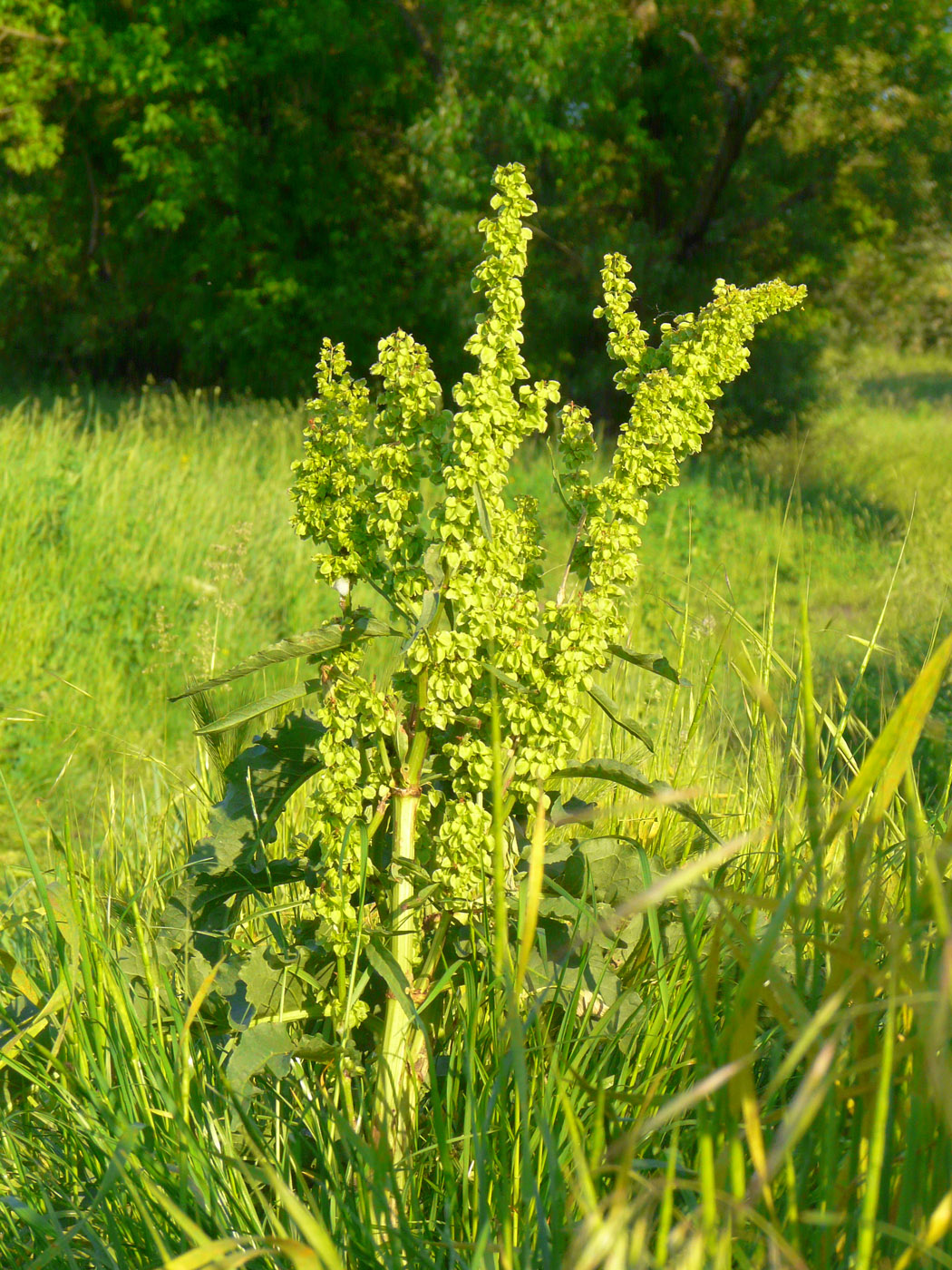 Изображение особи Rumex longifolius.