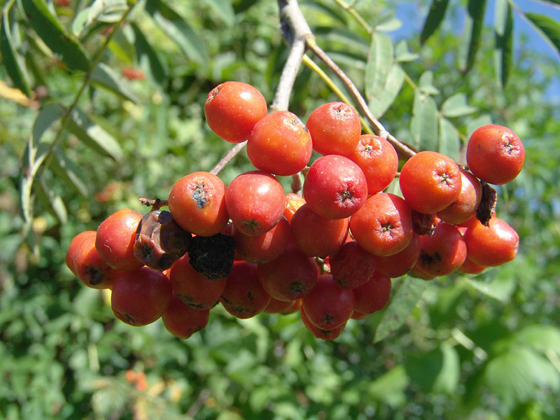 Image of Sorbus aucuparia specimen.