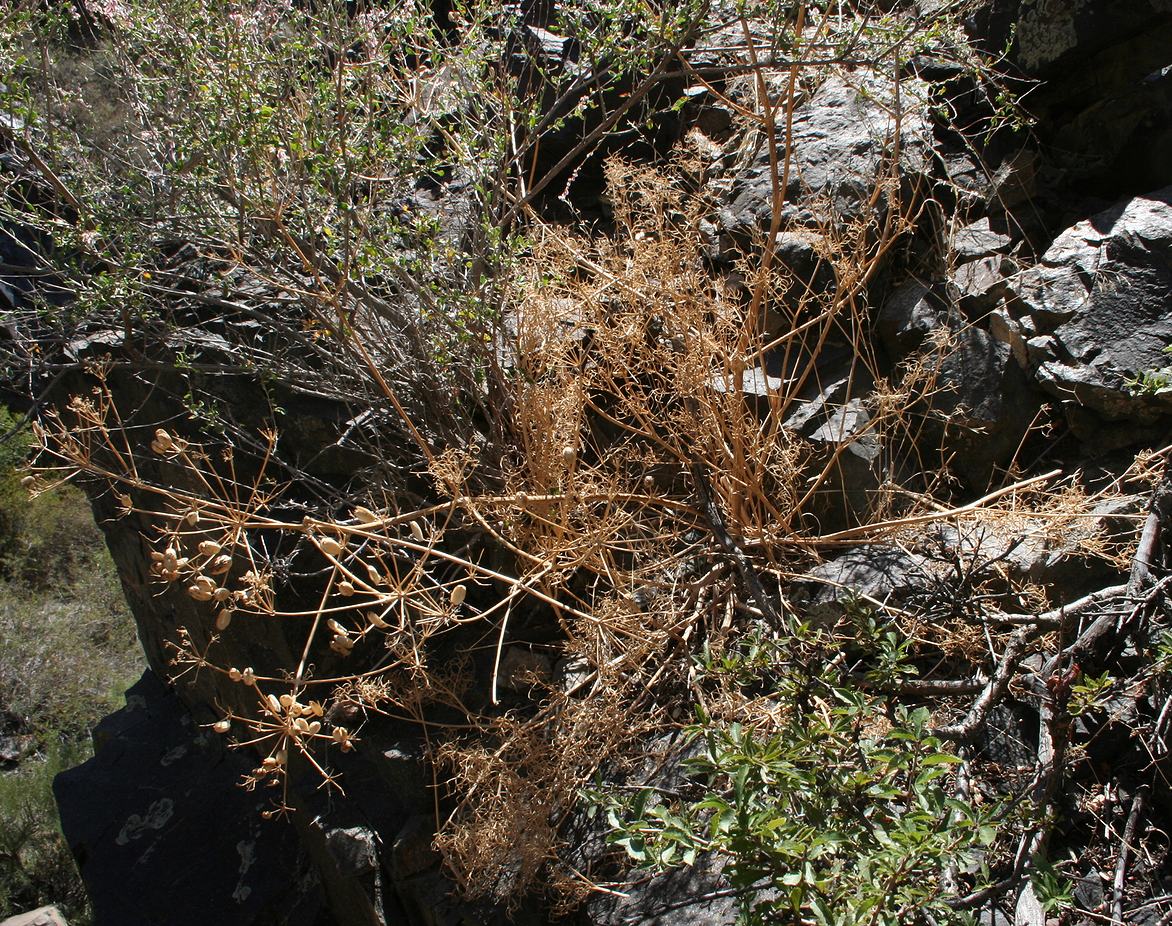 Image of Prangos herderi specimen.