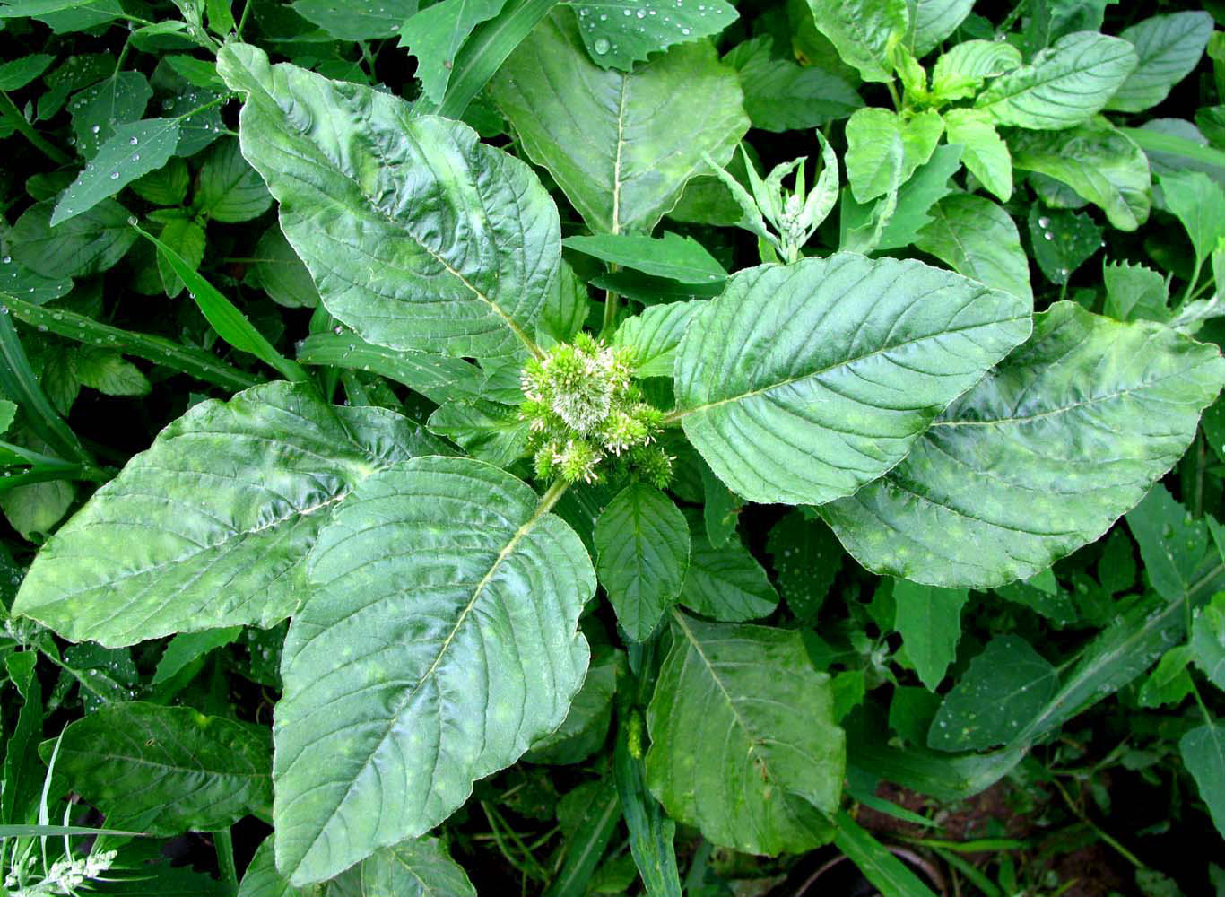 Изображение особи Amaranthus retroflexus.