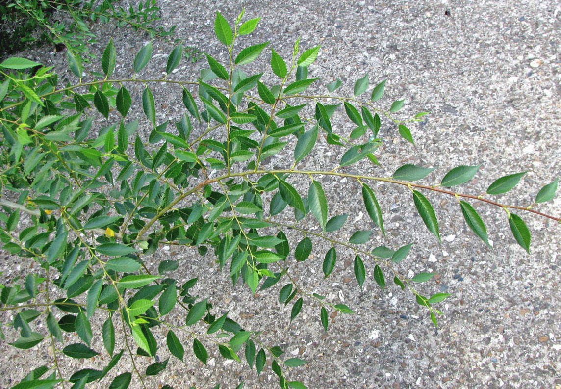 Image of Ulmus pumila specimen.