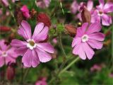 Melandrium dioicum. Цветки. Ленинградская обл., Ломоносовский р-н, окр. дер. Таменгонт. 27.06.2009.