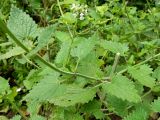 Nepeta cataria