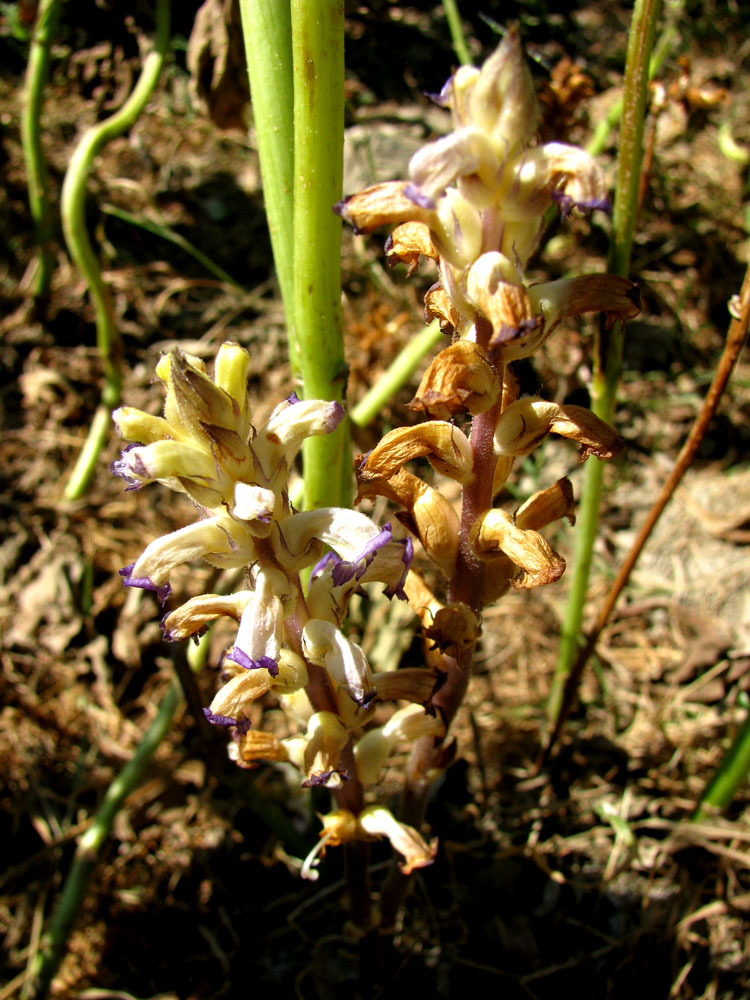 Изображение особи Orobanche cumana.