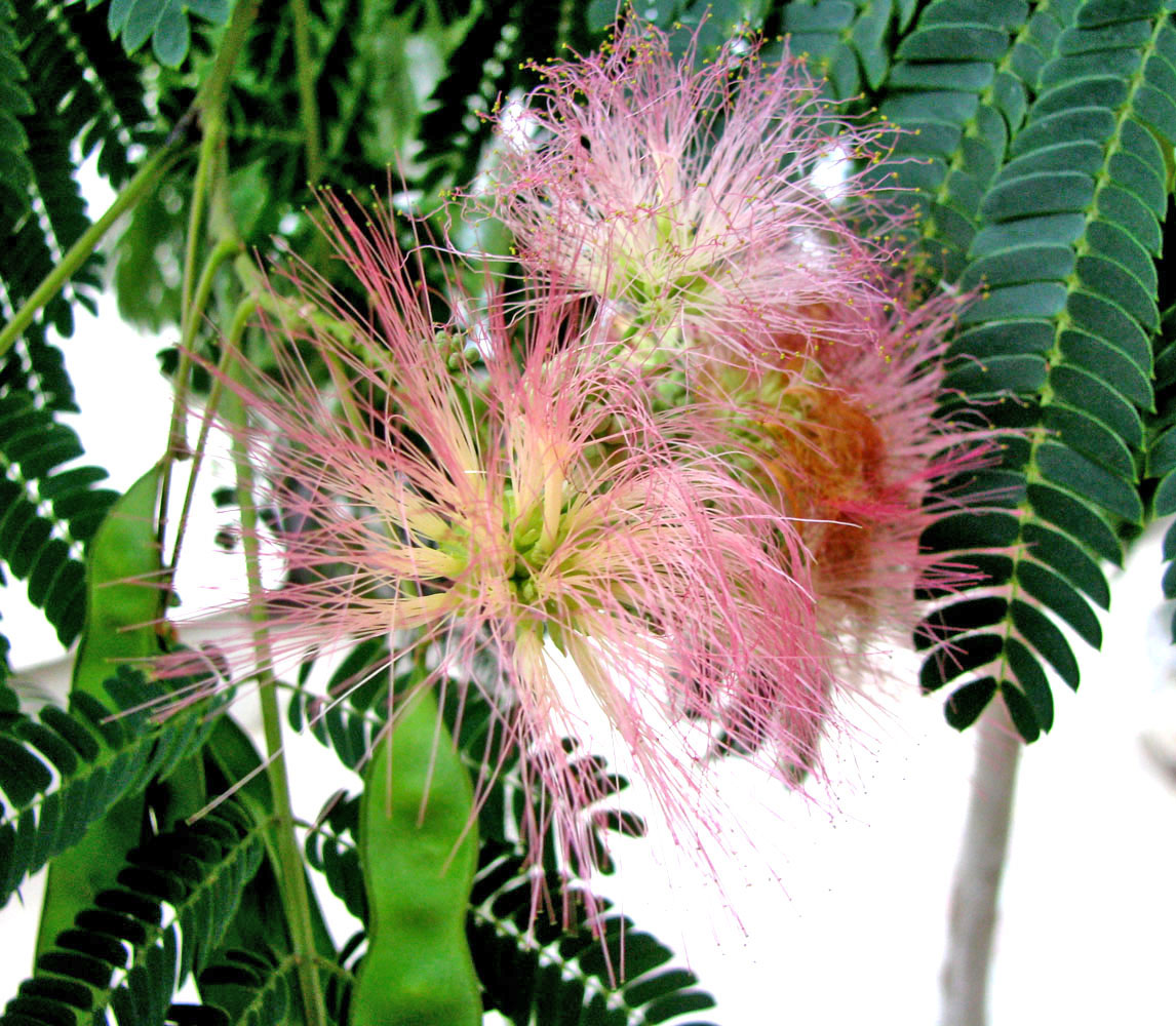 Image of Albizia julibrissin specimen.