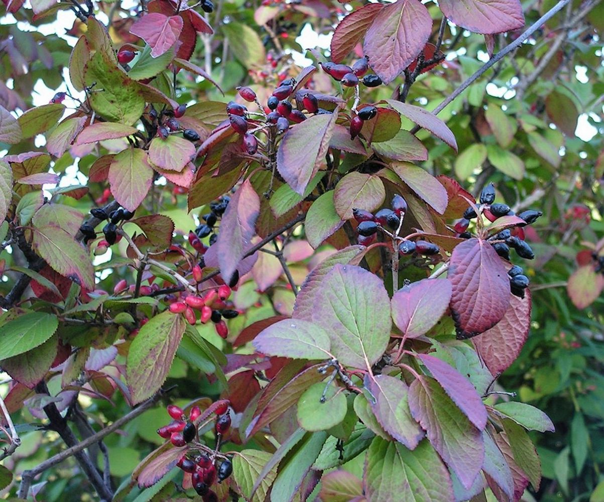 Изображение особи Viburnum burejaeticum.