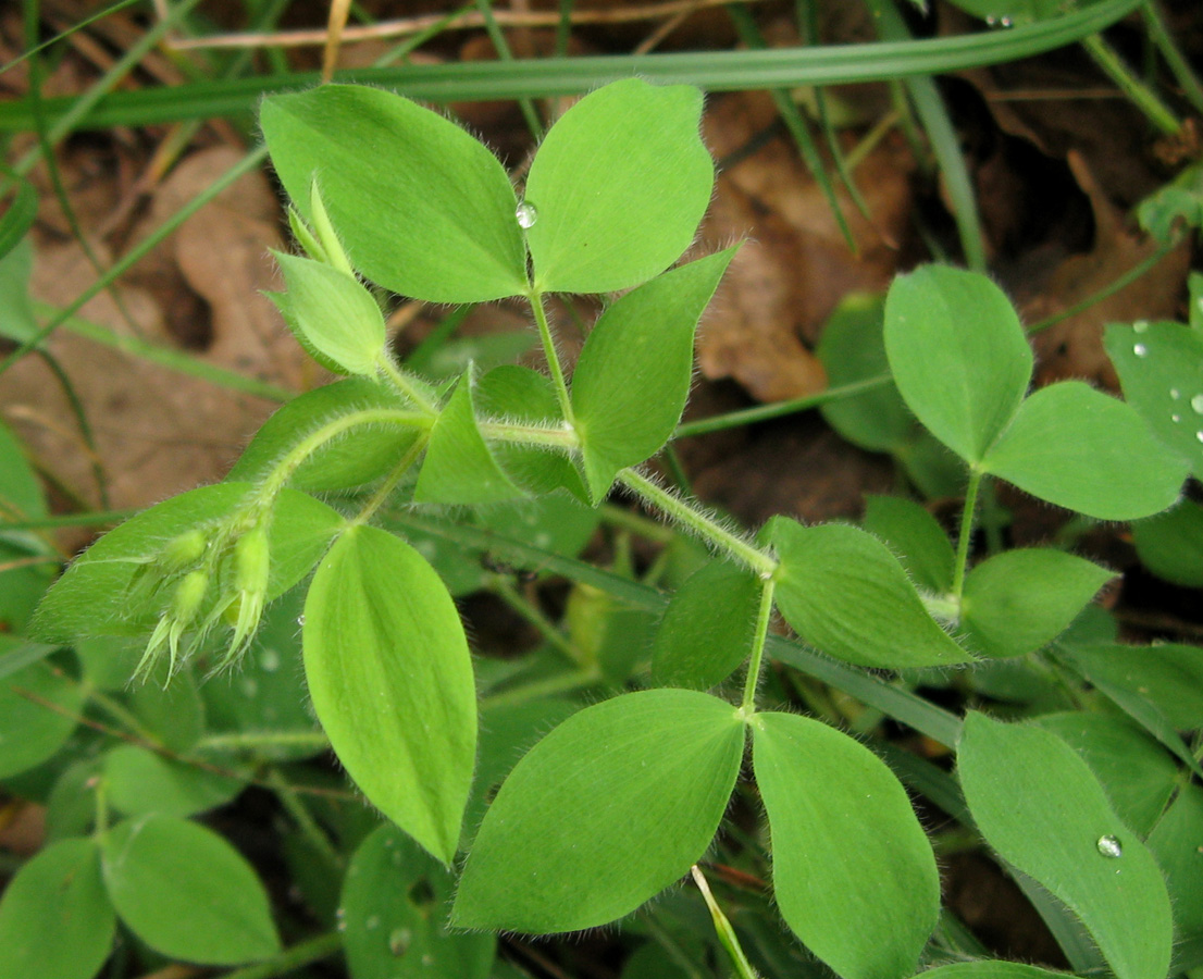 Изображение особи Lathyrus laxiflorus.