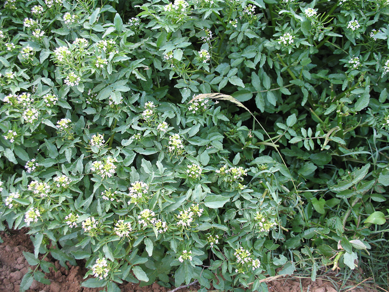 Image of Nasturtium officinale specimen.