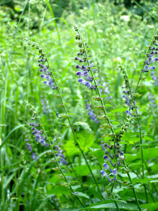 Image of Scutellaria altissima specimen.