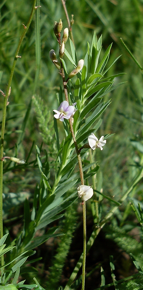 Image of Astragalus austriacus specimen.