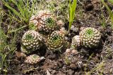 Orostachys spinosa. Растения в степи на вершине холма. Хакасия, долина Чёрная речка. 30 июня 2009 г.