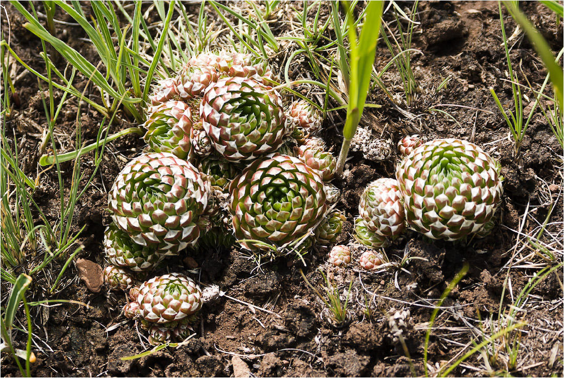 Изображение особи Orostachys spinosa.