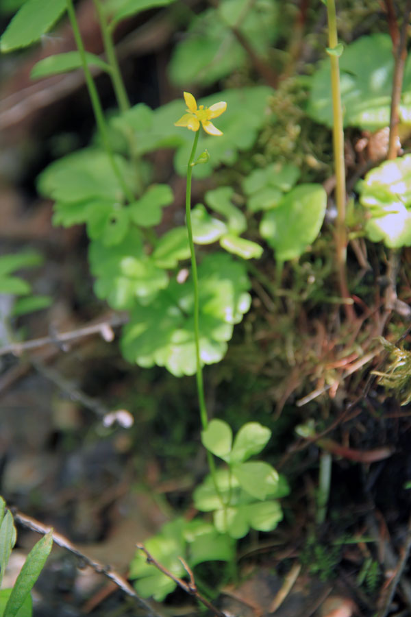 Изображение особи Ranunculus lapponicus.