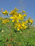 Hypericum perforatum