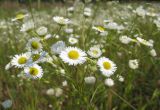 Erigeron annuus