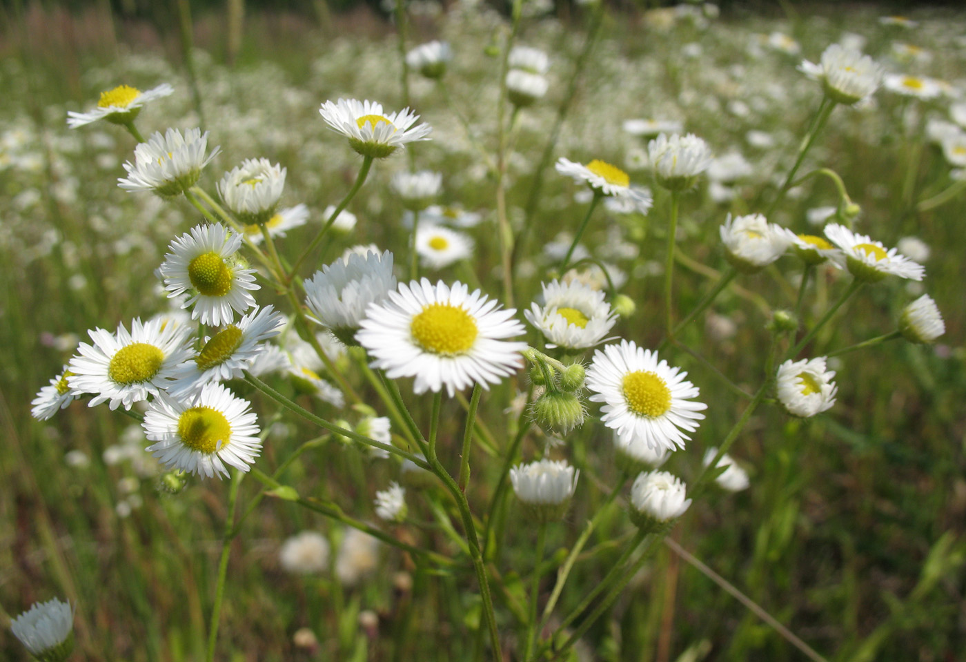Image of Erigeron annuus specimen.