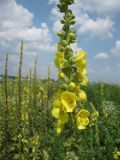 Verbascum densiflorum