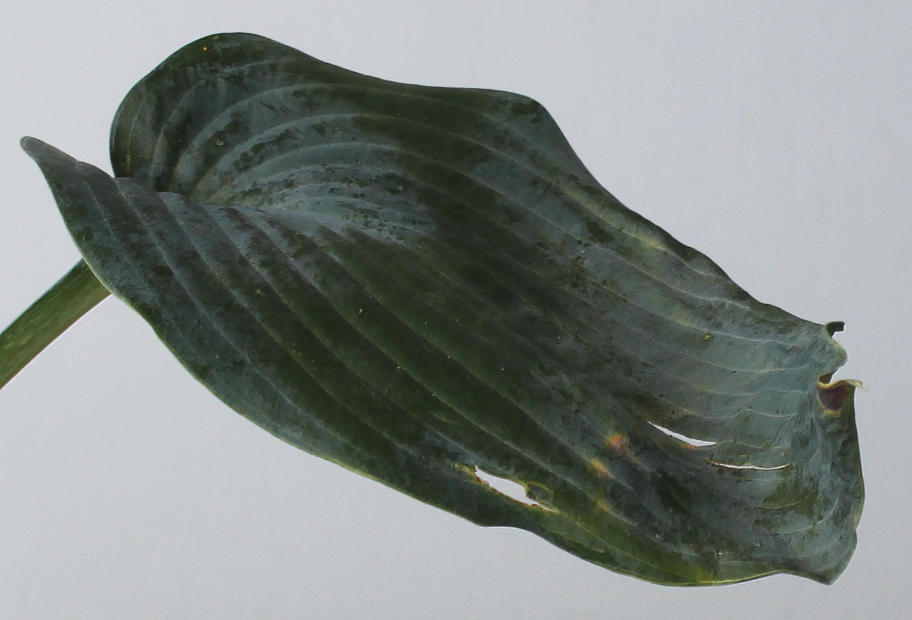 Image of Hosta sieboldiana specimen.