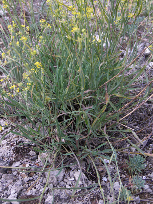 Image of Bupleurum exaltatum specimen.