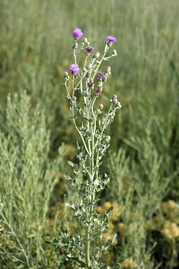 Изображение особи Cirsium incanum.