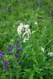 Aconogonon alpinum