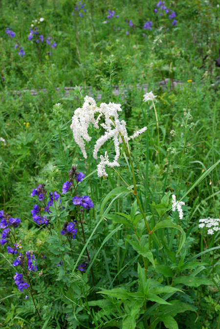 Изображение особи Aconogonon alpinum.