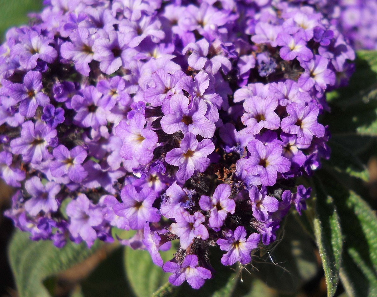 Image of Heliotropium arborescens specimen.