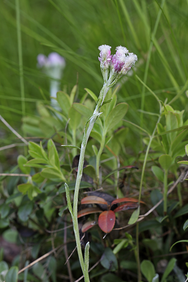Image of Antennaria dioica specimen.