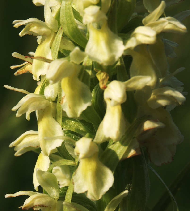 Image of Dactylorhiza ochroleuca specimen.