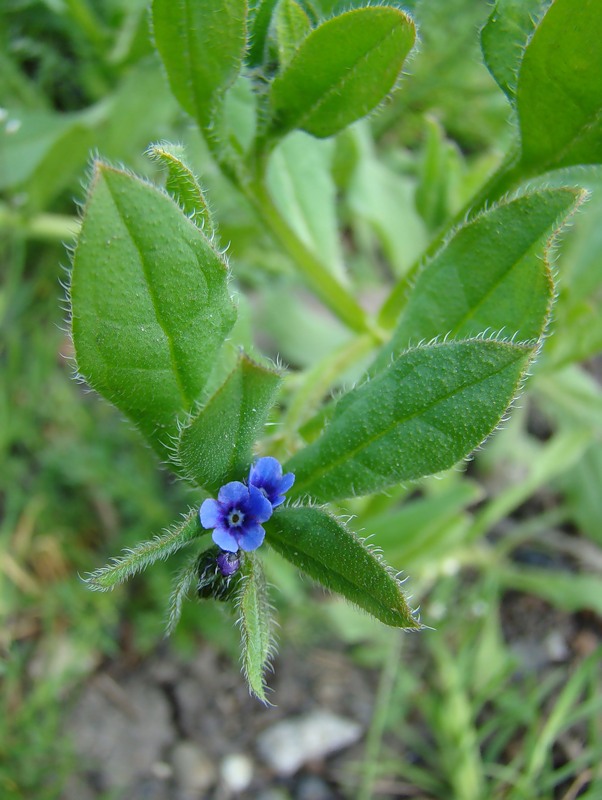 Image of Asperugo procumbens specimen.