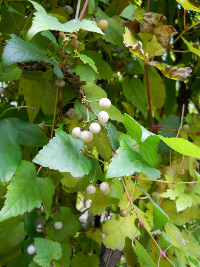 Image of Ampelopsis brevipedunculata specimen.