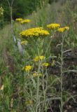 Achillea micrantha