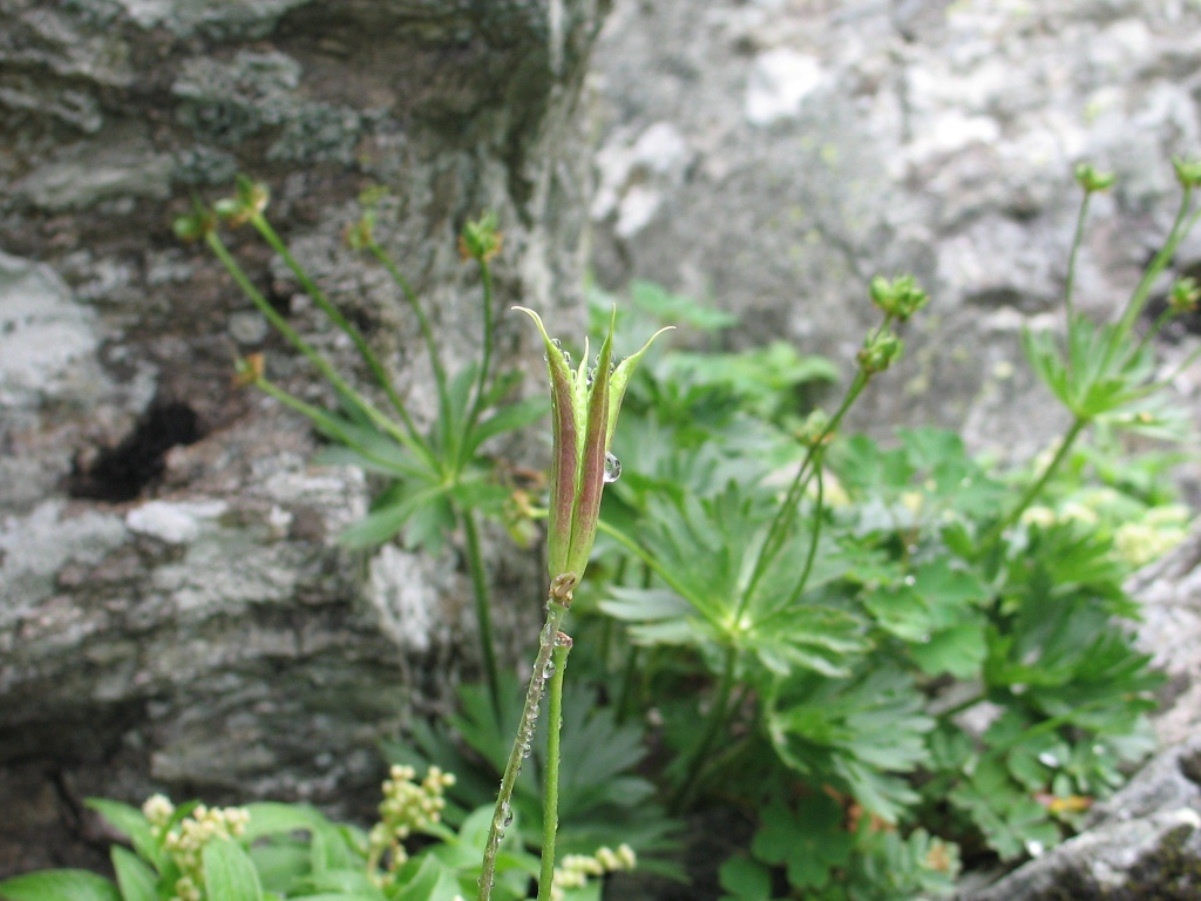 Image of Aquilegia flabellata specimen.