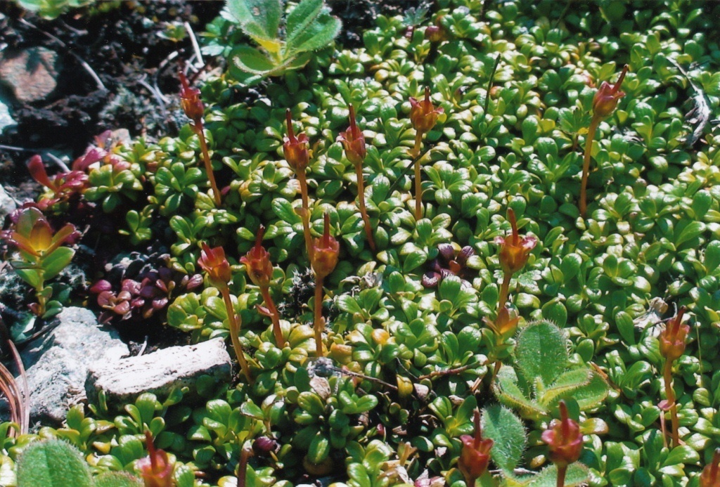 Image of Diapensia obovata specimen.