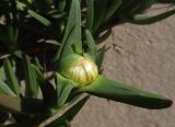 Carpobrotus edulis