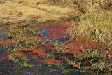 Azolla filiculoides