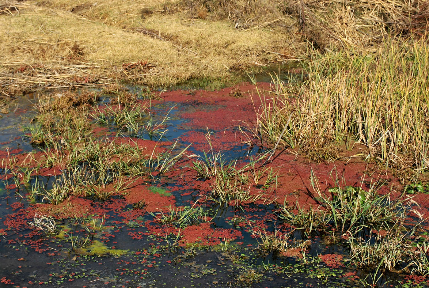 Изображение особи Azolla filiculoides.