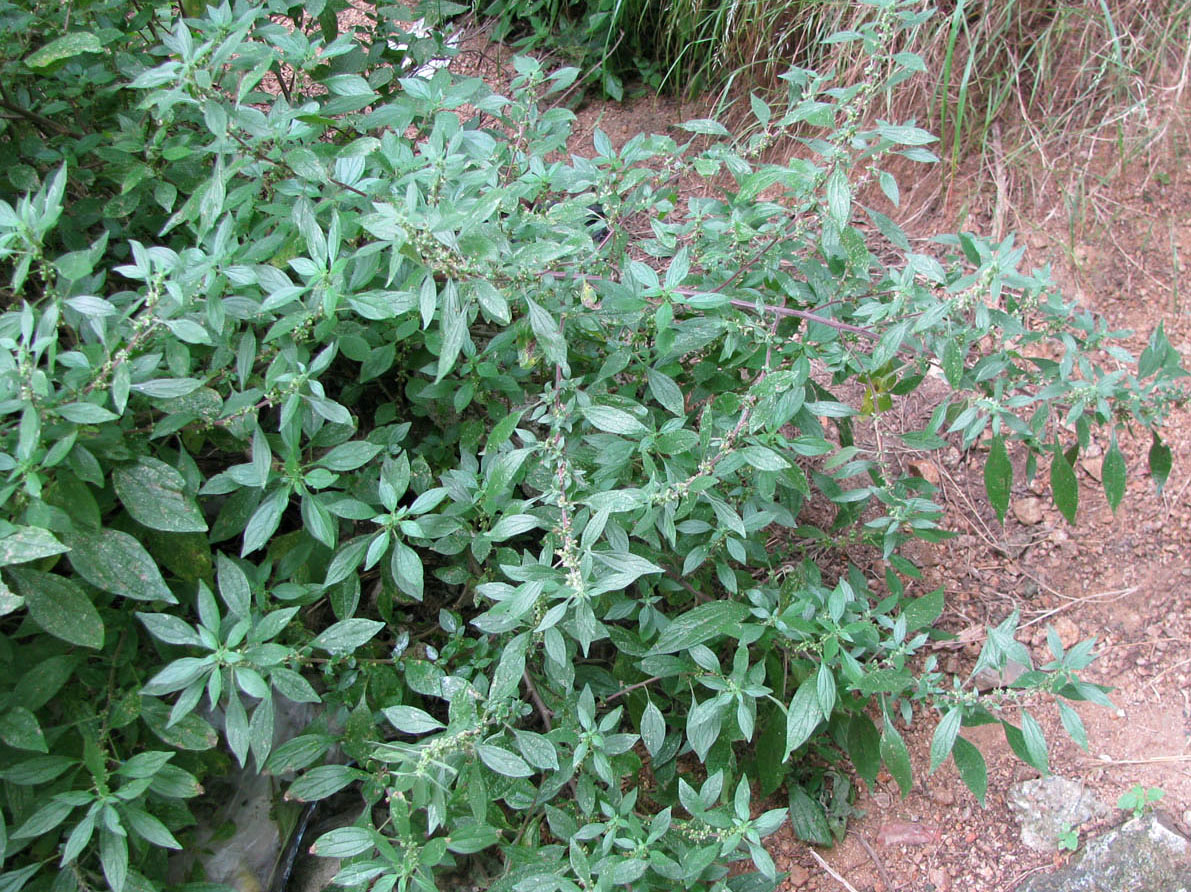 Image of Parietaria officinalis specimen.